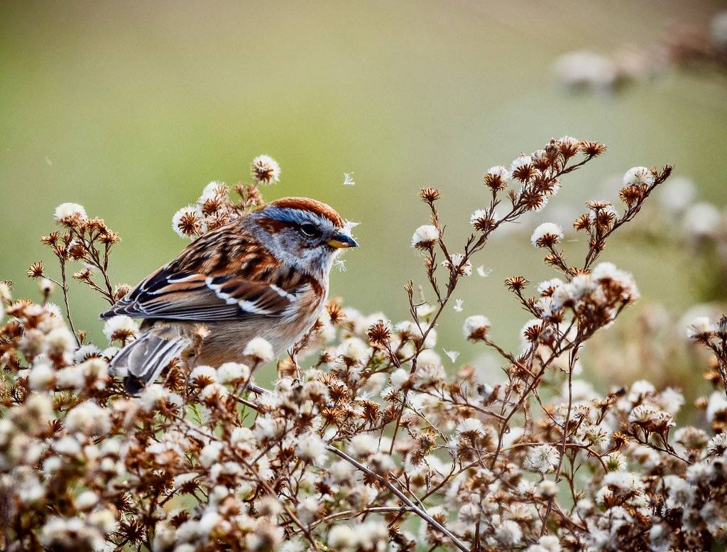 American Tree Sparrow by TheGreenHeron is licensed under CC BY-NC-ND 2.0